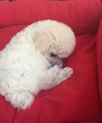 ����С��̩�Ϲ���̩�Ϲ����¼�