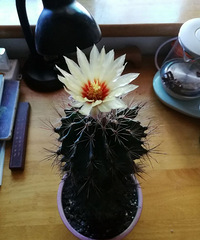 仙人球又开花了