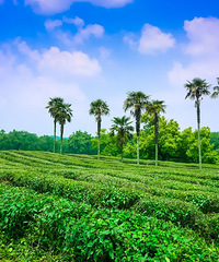 看这茶园里突兀的棕榈树,这茅家埠画风有点像热带地区嘛?