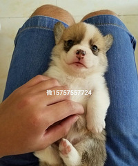 �����»���Ȯ