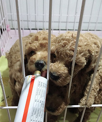 坐标杭州临平,四只玩具体娃娃脸香槟色泰迪