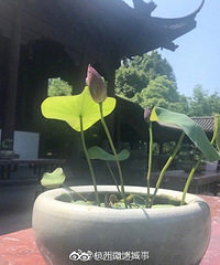 热开了花!西湖景区今年的第一朵荷花开啦