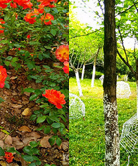 解锁观景新地点: 没有桃花的桃园