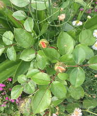 花花果果