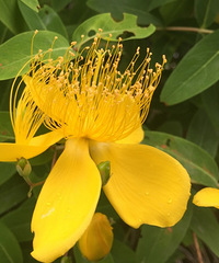 花花果果