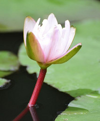 睡莲