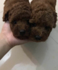 俩个宝贝崽子今天43天啦,狗粮已经吃的很