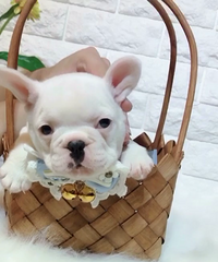 ����ȫ�׷�ţ�ܵ�