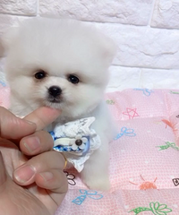 ���۾�ƷС����ܵ�