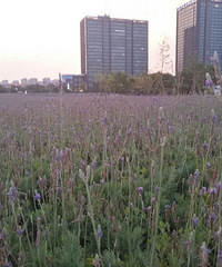 新开放的薰衣草花海,绍兴路香积寺路口