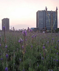 新开放的薰衣草花海,绍兴路香积寺路口