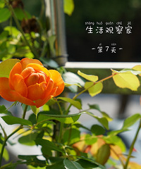 养的月季开花了,一年有余,熬过了春夏秋冬