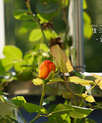 养的月季开花了,一年有余,熬过了春夏秋冬