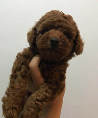 俩个宝贝崽子今天44天啦,狗粮已经吃的很
