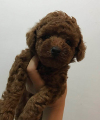 �����������ӽ���44�����������Ѿ��Եĺ�