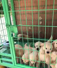 ˫ѪͳС��ë�Żݳ���