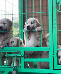 ˫ѪͳС��ë�Żݳ���