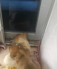 ������  ���� ��ɫ��   �ư׵ĸ�һֻ