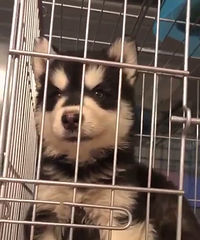 �ؼ۰���˹��700 ��ĸ