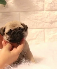 ��Ʒ�͸�Сĸ