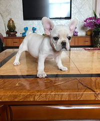 �̰׷���Сĸ