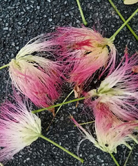 落花有意