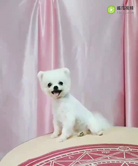 茶杯犬 真正茶杯犬
