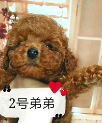 苹果脸红泰迪宝宝