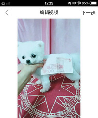 茶杯犬 真正茶杯犬