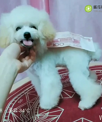 茶杯犬 茶杯泰迪弟弟