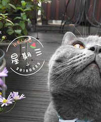 亲吻一朵小花