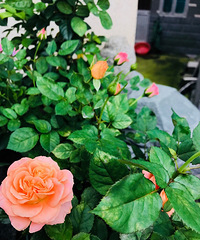 随便拍拍我的花花