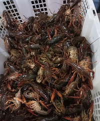 龙虾
