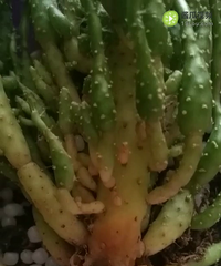 ���о���