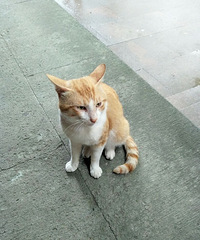 灵隐寺偶遇一只很可爱的小猫咪?
