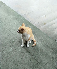 灵隐寺偶遇一只很可爱的小猫咪?