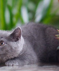 ���ۺ��ݱ��ؼ�������Ӣ����è