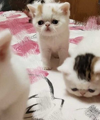 自家猫咪生的异短小加菲猫待售,两窝,快两