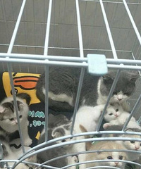 自家繁殖英短蓝白、蓝猫,乳色,折耳立耳均