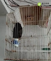 ��һֻ������