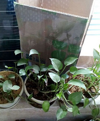 转自养绿萝,吊兰,芦荟