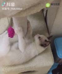 自家养的小布偶弟弟找新家
