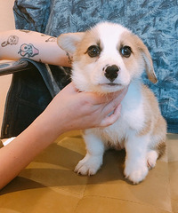 一只小短腿弟弟