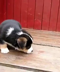 ���»����۸����