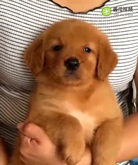 ��ɫ��ë����ĸ����