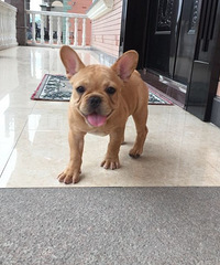 ���۴��ּ���С��ţ