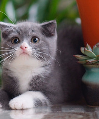 ת�ú��ݱ��ؼ��������´���Ӣ����è������