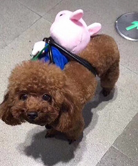 Ѱ����Ѱ�����ṩ�����һر�����л