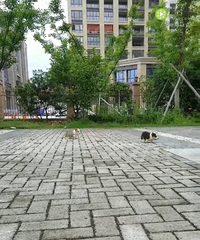 ����С�»���