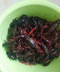 小龙虾